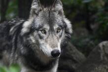 „Wölfe sind sehr selten in der Region Bergstraße“
