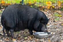 Minischweine als Haustiere - Experten warnen vor Trend
