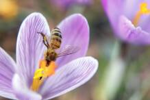 Klimawandel: Weniger Insekten bei frühem Frühlingserwachen

