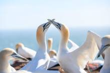 Seevögel: Trifft die Vogelgrippe erneut das Wattenmeer?
