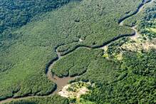 Deutlich weniger Rodung im brasilianischen Amazonasgebiet 
