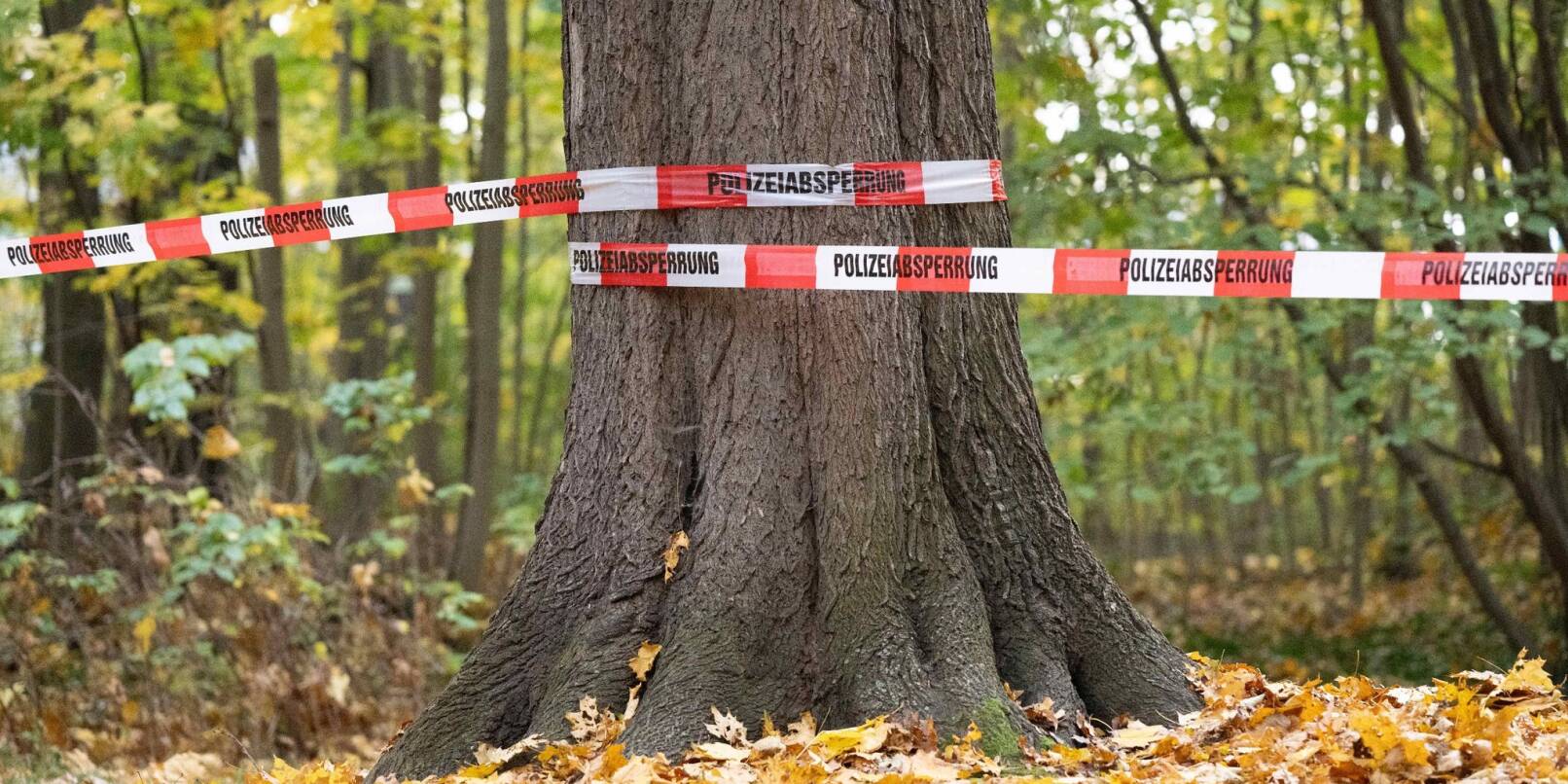 Absperrband der Polizei: Rund 180 Beamte der Bereitschaftspolizei durchkämmten den Wald. Absperrband der Polizei: Rund 180 Beamte der Bereitschaftspolizei durchkämmten den Wald.