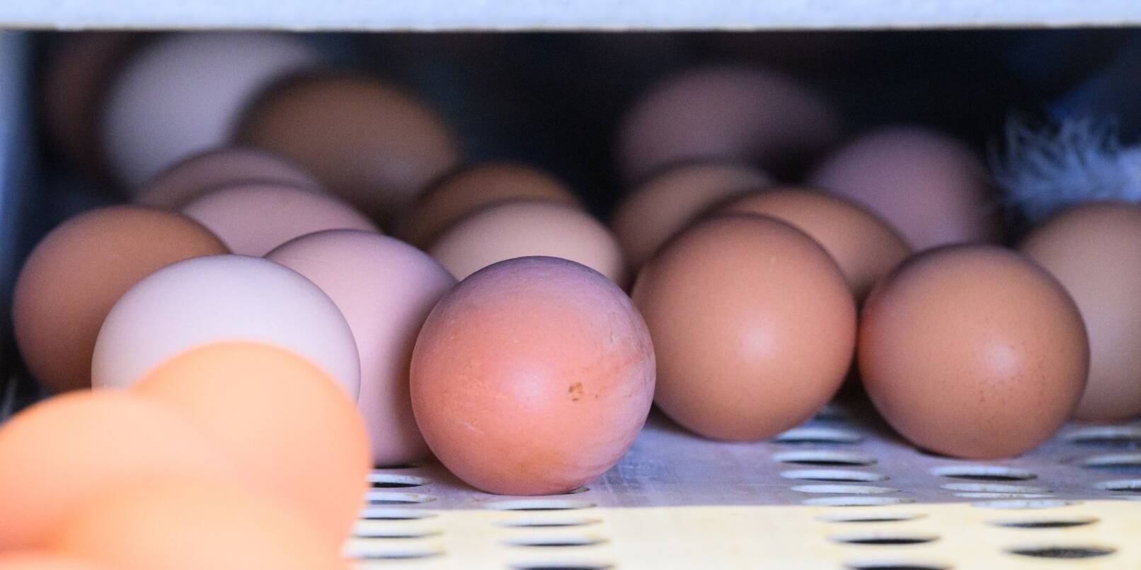 Eier liegen in einem Betrieb mit Eiern aus Freilandhaltung.