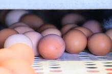 Anteil von Eiern aus ökologischer Haltung gestiegen
