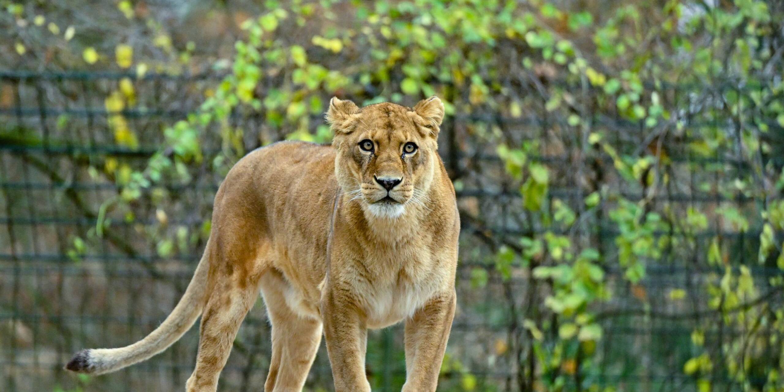 Nach der aufsehenerregenden Suche nach einer vermeintlichen Löwin spendet der Ort Kleinmachnow in Brandenburg für das Löwengehege im Zoo Eberswalde (Barnim) 500 Euro. Die Suche sorgte diesen Sommer für große Aufmerksamkeit.