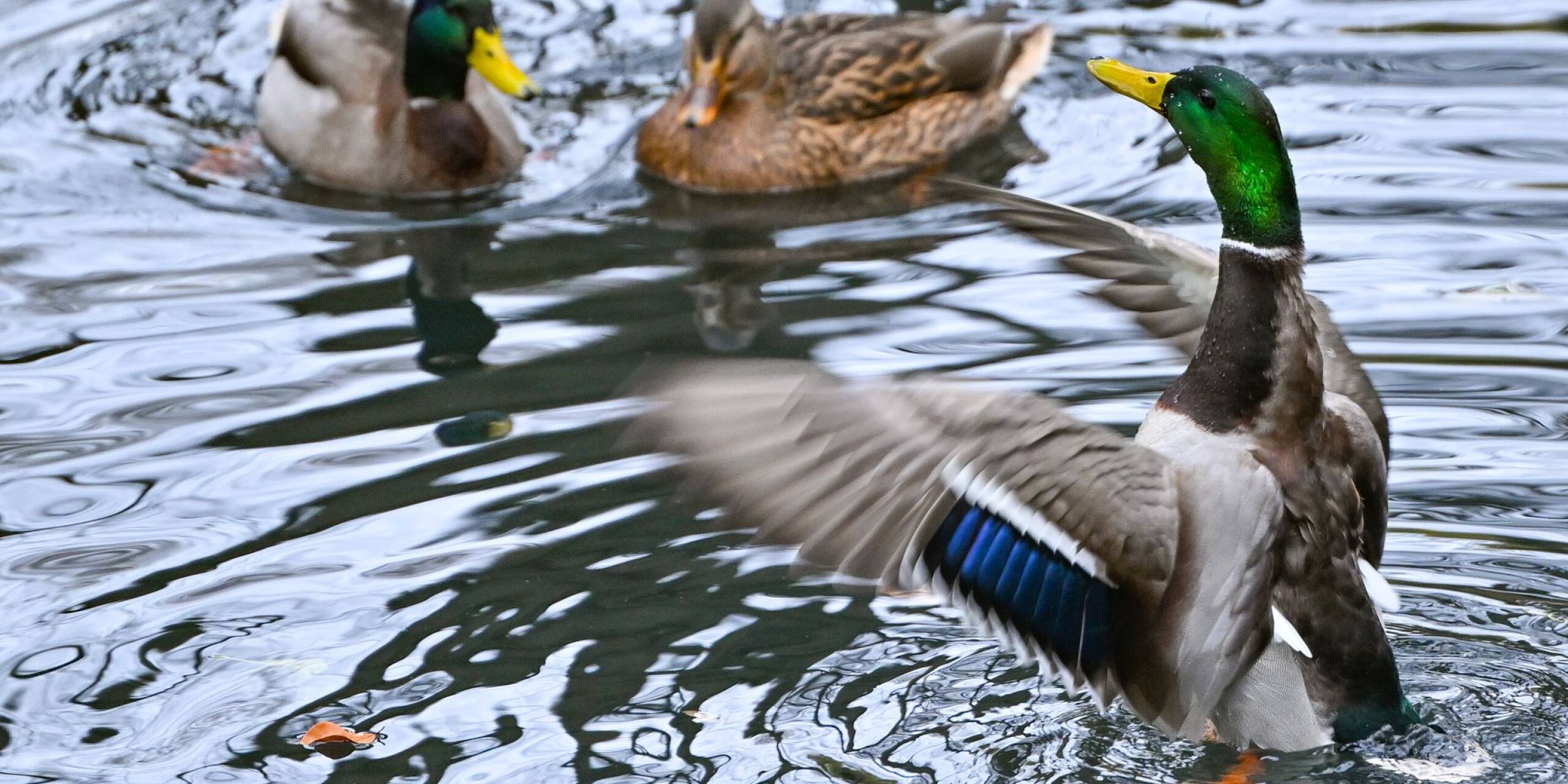 Eine Stockente und ein Stockentenerpel schwimmen auf einem See in Eberswalde, während ein zweiter Erpel mit seinen Flügeln flatternd um Aufmerksamkeit buhlt.