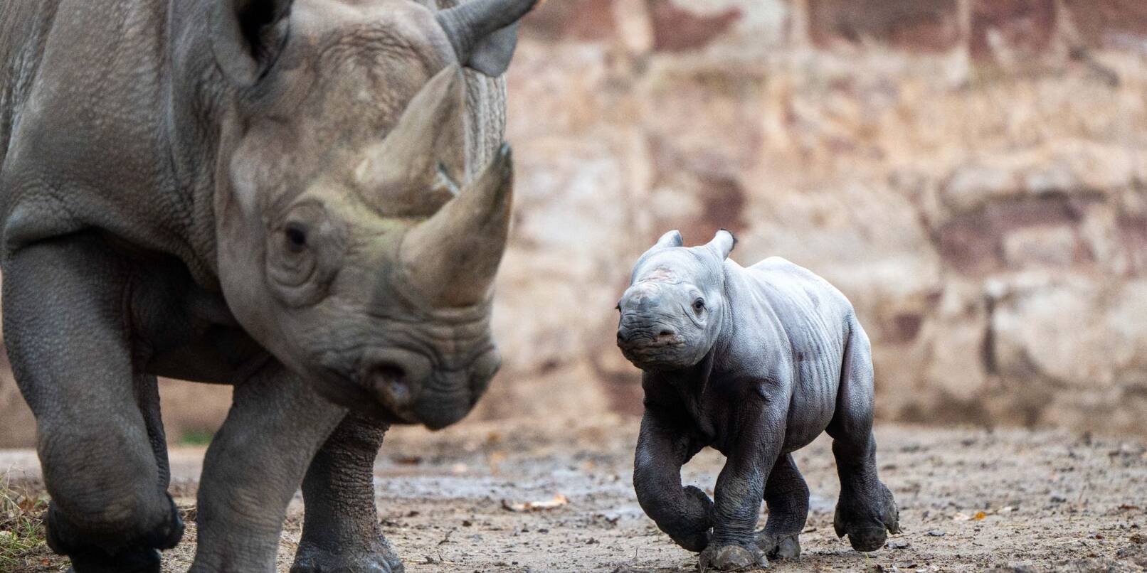 Das kleine Nashornjunge läuft neben seiner Mutter im Chester Zoo.