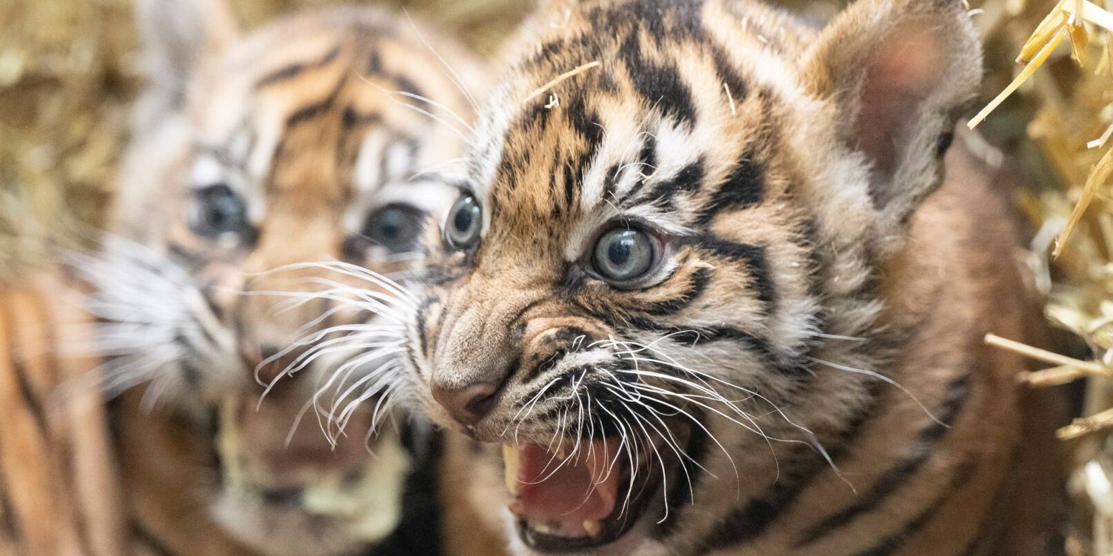 Zwei kleine Sumatra-Tiger werden im Zoo Frankfurt der Öffentlichkeit vorgestellt.