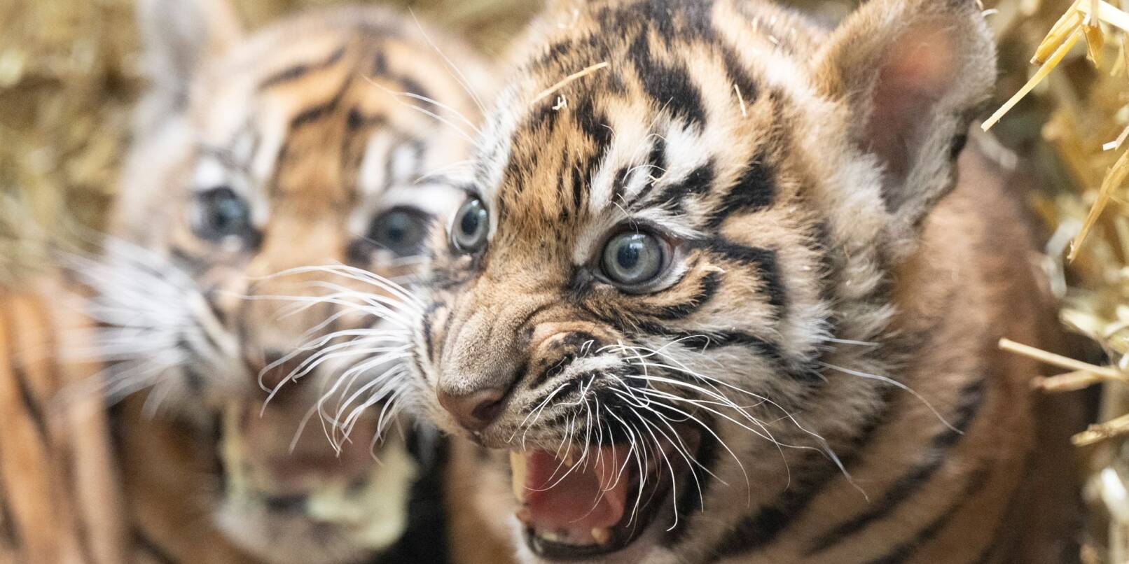 Zwei kleine Sumatra-Tiger werden im Zoo Frankfurt der Öffentlichkeit vorgestellt. Zwei kleine Sumatra-Tiger werden im Zoo Frankfurt der Öffentlichkeit vorgestellt.