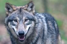 Möglicherweise letzte Wolfsheulnacht in Hanauer Wildpark

