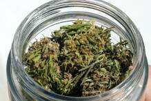Ampel: Cannabis-Legalisierung zum 1. April - Clubs ab Juli
