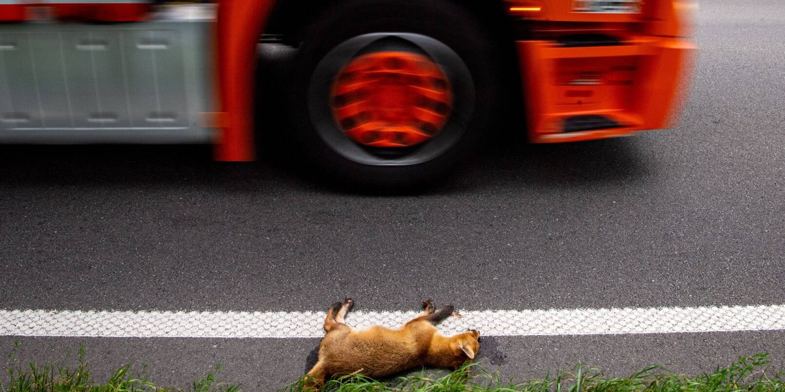 Ein angefahrener junger Fuchs liegt tot am Straßenrand.