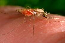 Klimawandel und Resistenzen behindern Kampf gegen Malaria 
