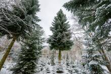 Deutschland importiert deutlich weniger Weihnachtsbäume
