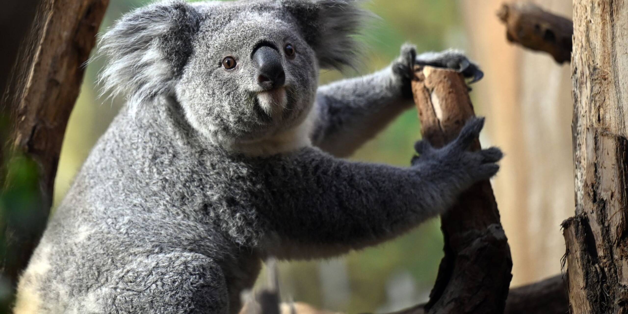 Süß, süßer, Koala! Das Weibchen Erlinga macht es sich auf einem Baum gemütlich. Ende November kam das zwei Jahre alte Tier aus dem Zoo Duisburg nach Leipzig.