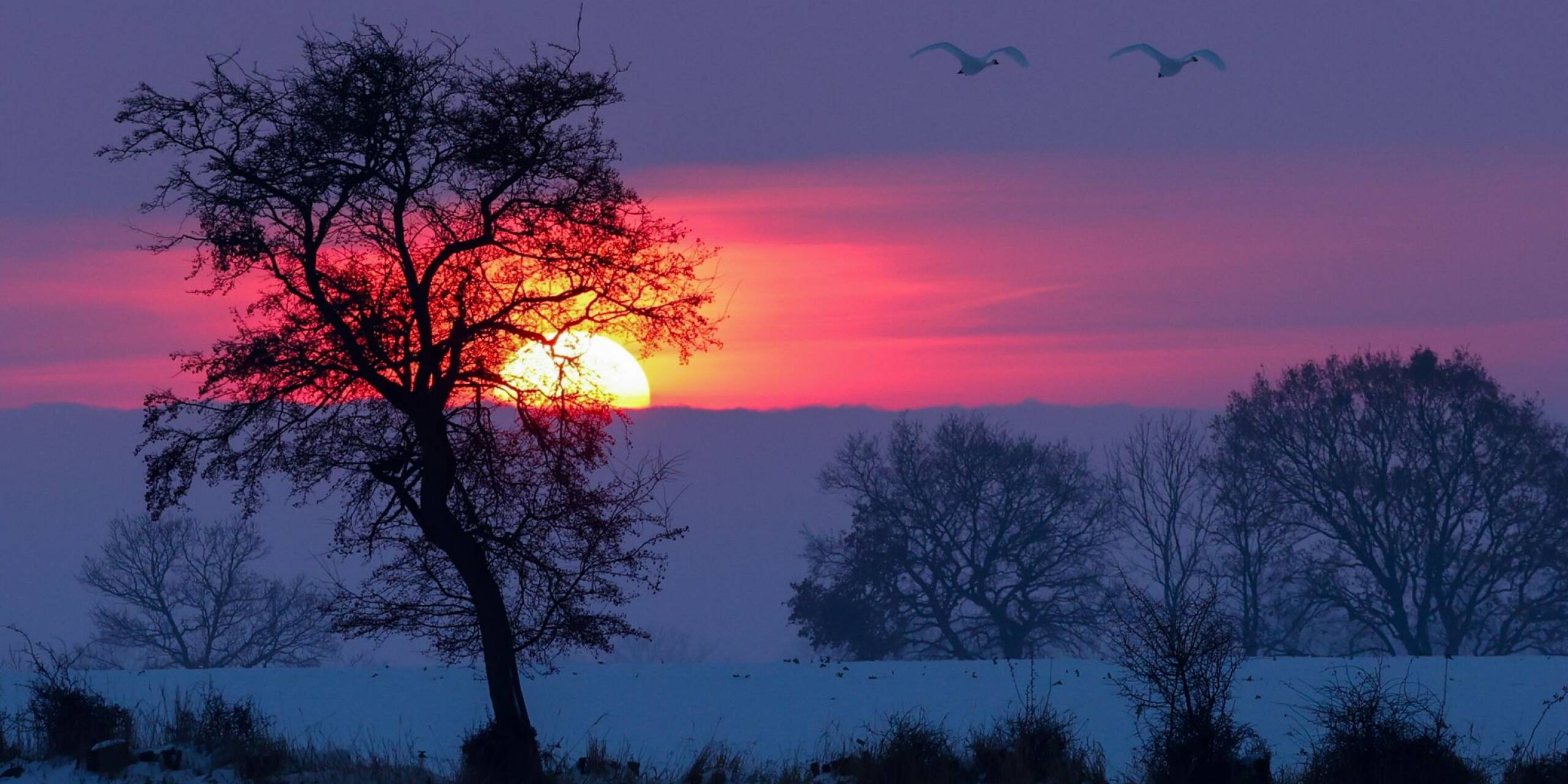 Stimmungsvoller Abend in Norddeutschland: Über schneebedeckte Felder fliegen zwei Schwäne dem Sonnenuntergang entgegen.