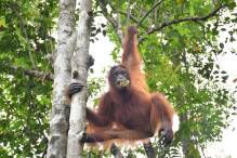 Orang-Utan unter Drogen: Taymurs langer Weg in die Freiheit
