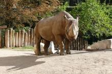 Nashornbulle Kalusho im Frankfurter Zoo eingeschläfert
