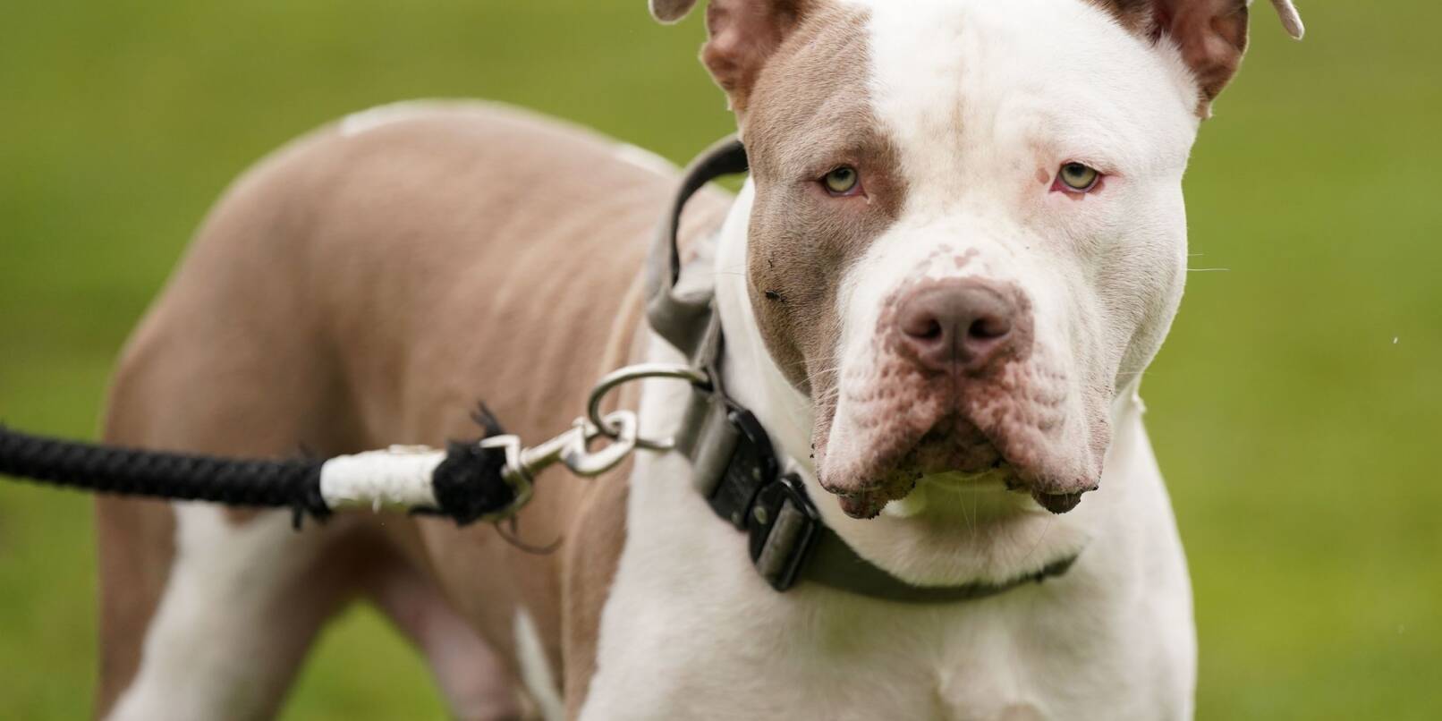 XL Bullys sind Mischlinge, die auf eine Pitbull-Terrier-Art zurückgehen.
