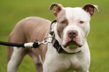 England: Verbot von XL Bullys - vielen Hunden droht der Tod

