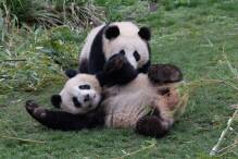 Abschied: Panda-Brüder verlassen bald Berliner Zoo
