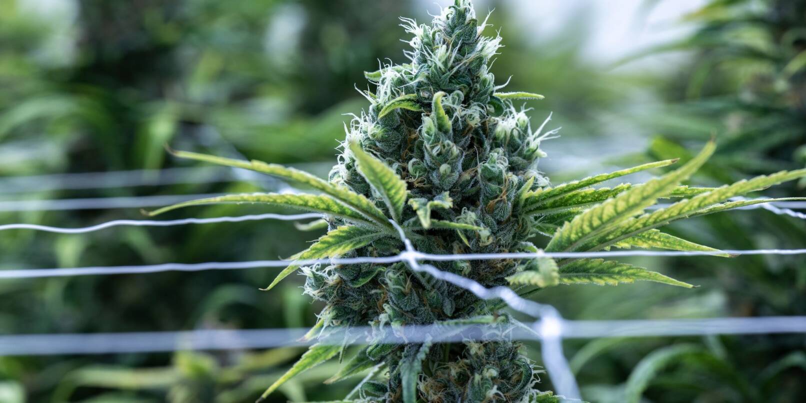 Cannabis soll im Betäubungsmittelgesetz von der Liste der verbotenen Substanzen gestrichen werden.