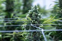 Verbände fordern Stopp der Legalisierung von Cannabis 
