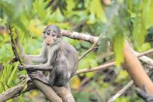 Wie der Heidelberger Zoo Affen in Westafrika schützt 