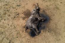 Tödliche Dürre in Simbabwe - 100 Elefanten gestorben
