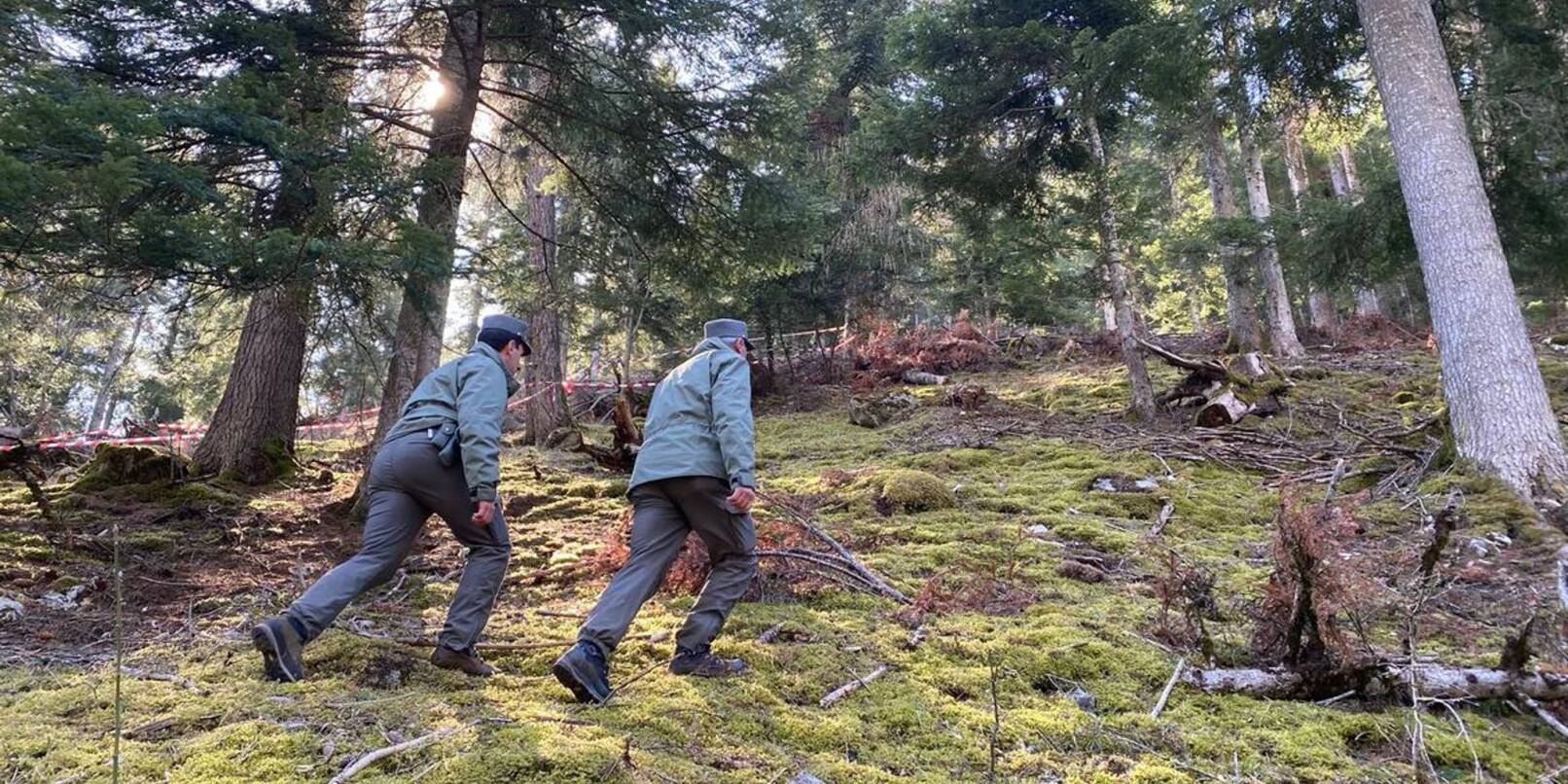 Polizeibeamte gehen durch den Wald vor einem mit Flatterband abgesperrten Bereich. In Norditalien ist ein Jogger möglicherweise von einem Bären angegriffen und getötet worden.