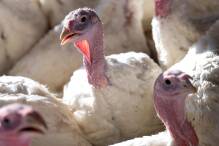 Wieder mehr Vogelgrippe-Ausbrüche in Haltungen

