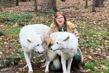 Keine Wolfsheulnächte mehr im Hanauer Wildpark Fasanerie
