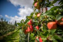 Import Obst nicht immer klimaunfreundlicher als regionales
