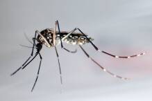 WHO warnt vor Ausbreitung von Dengue-Fieber in Europa 
