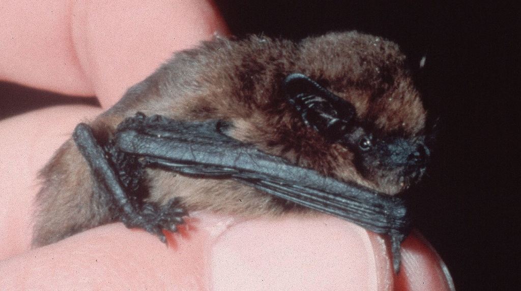 Im Heidelberger Schloss schlafen jetzt hunderte Fledermäuse WNOZ