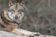 Wolfspopulation in Hessen nimmt zu und mit ihr die Sorgen 

