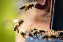 Die Honigbienen summen: Imker vor neuen Herausforderungen
