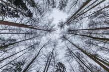 Wälder im hessischen Staatswald werden Naturschutzgebiet 
