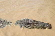 Kind im Kakadu-Nationalpark von Krokodil angegriffen

