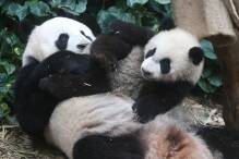 Pandas und Blumen: Wie Asien charmante Diplomatie betreibt
