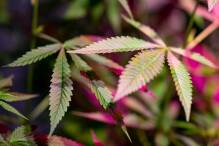 Hunderte Cannabis-Pflanzen sichergestellt 
