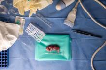 Forscher: Wichtiger Schritt bei Rettung von Nashorn-Art
