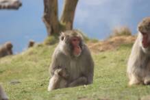 Ausgebüxter Affe sorgt in Schottland für Aufregung
