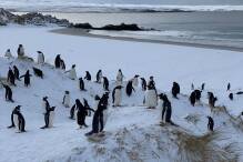 Vogelgrippe bei Pinguinen auf Falklandinseln nachgewiesen
