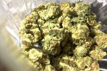 Cannabis-Legalisierung: Koalitionsfraktionen legen Zwist bei
