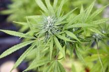 Legalisierung von Cannabis: Eltern sorgen sich um Kinder
