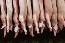 Fleischproduktion sinkt weiter
