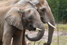 Opel-Zoo erwartet Elefantenbaby
