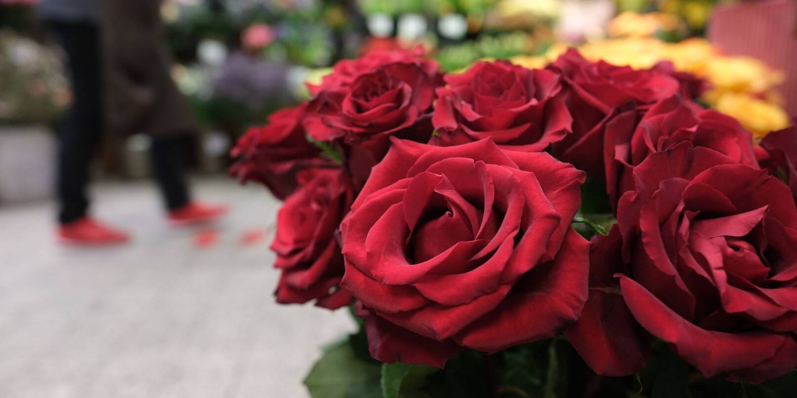 Rote Rosen stehen in einem Blumenladen. Zum Valentinstag am 14. Februar sind auch in diesem Jahr Millionen Rosen an den Flughafen Frankfurt eingeflogen worden.