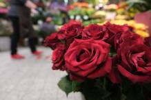 Millionen Rosen zum Valentinstag in Frankfurt gelandet
